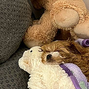 Ruby is registered to the contest to win money with this photo: dog, sleeping, stuffed_animal, plush_toy, blanket, couch, cozy, fur, pet, resting, indoor, comfort, snuggling, brown_dog, soft_texture, home, relaxation, cute, animal, nap