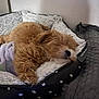 Ruby is registered to the contest to win money with this photo: dog, sleeping, pet_bed, blanket, fleece, cozy, indoor, fur, canine, resting, brown, polka_dot, soft, comfort, nap, home, animal, relaxation, quiet, cute