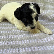 Chloe joined the competition — help win amazing prizes! puppy, dog, black_and_white, lying_down, blanket, cute, young, pet, fur, small, indoor, animal, sleepy, resting, soft, cozy, adorable, close_up, portrait, companion
