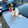 dog, puppy, car, silver_car, blue_car, parking_lot, outdoor, pet_accessory, collar, fluffy, black_and_white, small_dog, sitting, reflection, vehicle, nissan, fur, cute, parked_car, daylight