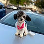 dog, small_dog, fluffy, pet, pink_necklace, car, hood, outdoor, suburban, blurred_background, curious, sitting, portrait, animal, cute, domestic_animal, fur, ears, tail, daylight