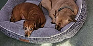 Meatloaf is registered to the contest to win money with this photo: animal, bed, brown, carpet, collar, companion, cozy, cute, dog, fur, indoor, medium_dog, pet, pillow, quiet, relaxed, resting, sleeping, small_dog, sunlight