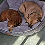 Meatloaf is registered to the contest to win money with this photo: dog, pet, sleeping, cozy, bed, fur, indoor, resting, animal, companion, cute, relaxed, sunlight, carpet, pillow, brown, small_dog, medium_dog, collar, quiet