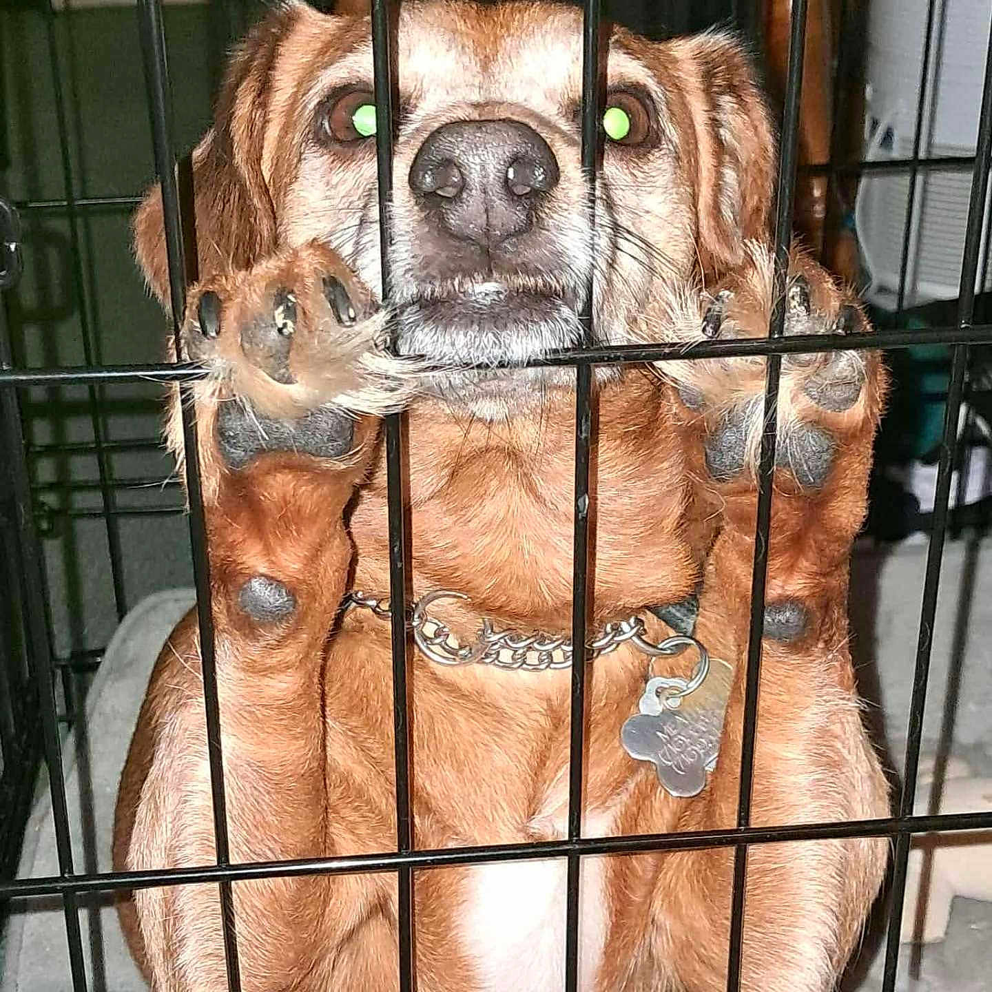 Meatloaf is registered to the contest to win money with this photo: animal, brown_fur, cage, chain, closeup, collar, cute, dog, domestic, flash_reflection, floor, furniture, guard, indoor, looking_up, metal_bars, paws, pet, pet_bed, tag