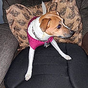 Lily is registered to the contest to win money with this photo: dog, small_dog, pink_sweater, couch, pillow, skull_pattern, black_cushion, indoor, pet, alert, fur, collar, tag, seated, looking_away, brown, white, fabric, home, cozy