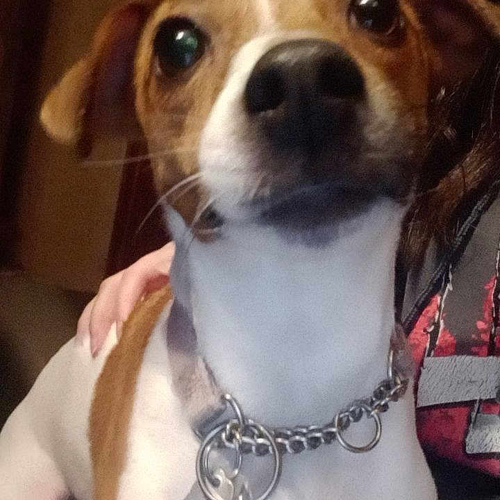 Lily joined the competition — help win amazing prizes! animal, attention, brown_and_white, canine, close_up, collar, companion, curious, cute, dog, domestic, ears, friendly, fur, hand, house, indoor, pet, portrait, whiskers