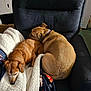 Rocky is registered to the contest to win money with this photo: dog, two_dogs, brown_dog, sleeping, resting, blanket, chair, indoor, cozy, pet, companion, furry, fur, relaxing, home, comfort, snuggling, animal, domestic, cute