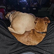 Rocky is registered to the contest to win money with this photo: dog, lap, pet_hair, black_pants, brown_dog, tan_dog, indoor, snuggling, collar, fur, resting, cozy, animal, companion, pets, relaxation, home, dark_room, sitting, back_view