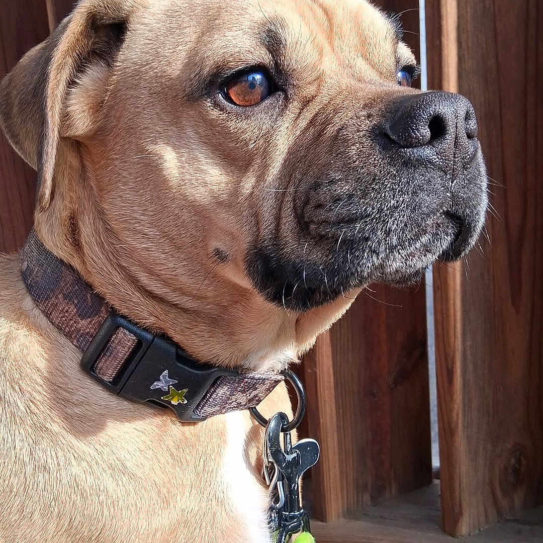 Rocky is registered to the contest to win money with this photo: animal, brown_eyes, brown_fur, calm, close_up, collar, daylight, dog, domestic_animal, ears, leash, leash_clip, outdoor, pet, portrait, side_view, snout, sunlight, texture, wooden_fence