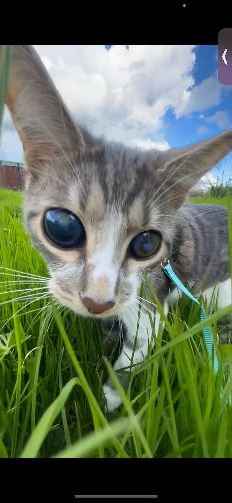 Gilbert a rejoint le concours — aidez-le/la à gagner de superbes lots ! carnivore, cat, close_up, cloud, domestic_short_haired_cat, felidae, fur, grass, grass_family, grassland, groundcover, lawn, pasture, plant, sky, small_to_medium_sized_cats, snout, terrestrial_animal, whiskers, wildlife