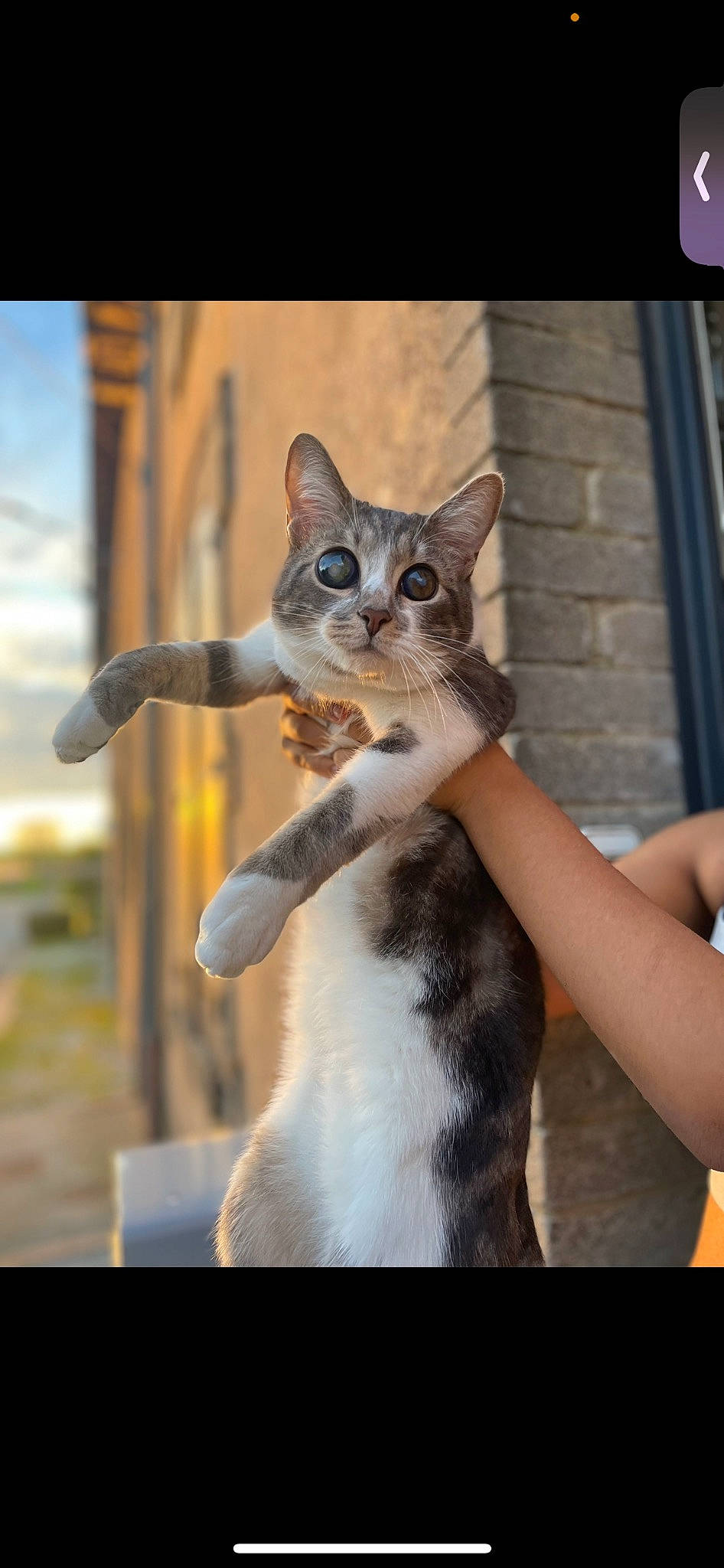 Gilbert a rejoint le concours — aidez-le/la à gagner de superbes lots ! art, carnivore, cat, claw, domestic_short_haired_cat, fawn, felidae, fur, gesture, paw, photo_caption, plant, sitting, sky, small_to_medium_sized_cats, snout, tail, whiskers, wildlife, window