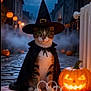 animal, black_cape, cape, cat, celebration, cobblestone_street, costume, face, festive, fog, halloween, holiday, jack_o_lantern, night, orange_light, outdoor, pet, pumpkin, spooky, witch_hat