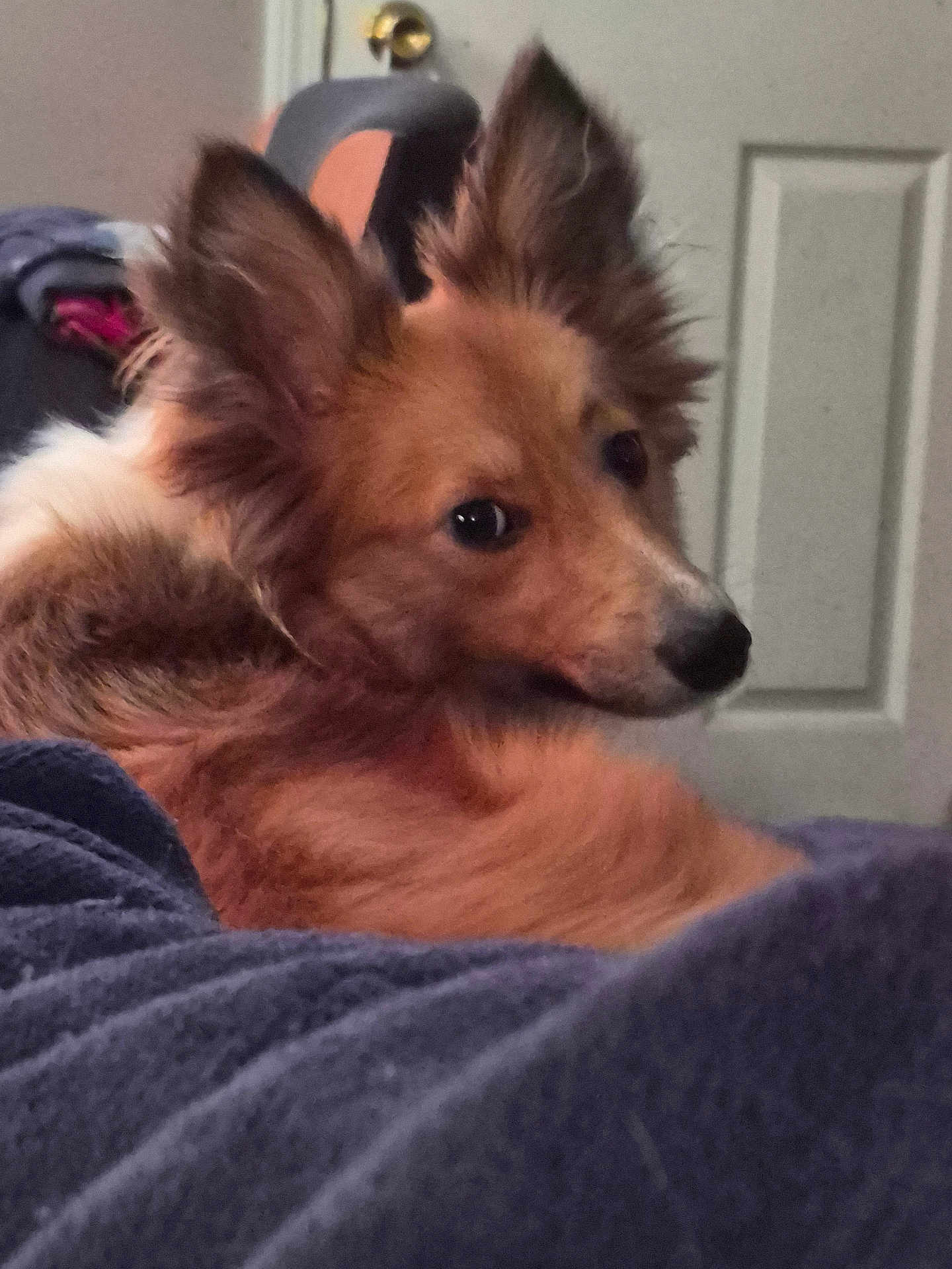 Daisy Duke joined the competition — help win amazing prizes! dog, pet, indoor, cozy, blanket, brown_fur, long_ears, looking_back, portrait, close_up, home_interior, door, furniture, muzzle, eyes, nose, whiskers, relaxed, resting, soft_texture