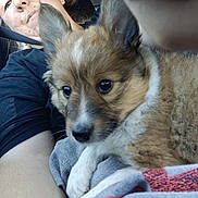 Daisy Duke joined the competition — help win amazing prizes! dog, puppy, person, face, eyes, nose, paw, fur, seatbelt, car_interior, headrest, clothing, blanket, lap, closeup, selfie, sitting, cozy, passenger, adorable