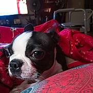 Bit Bit is registered to the contest to win money with this photo: dog, boston_terrier, close_up, blanket, red_blanket, indoor, pet, animal, cozy, living_room, furniture, soft_lighting, nose, ears, fur, cute, resting, expression, domestic_animal, comfort