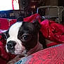 dog, boston_terrier, close_up, blanket, red_blanket, indoor, pet, animal, cozy, living_room, furniture, soft_lighting, nose, ears, fur, cute, resting, expression, domestic_animal, comfort