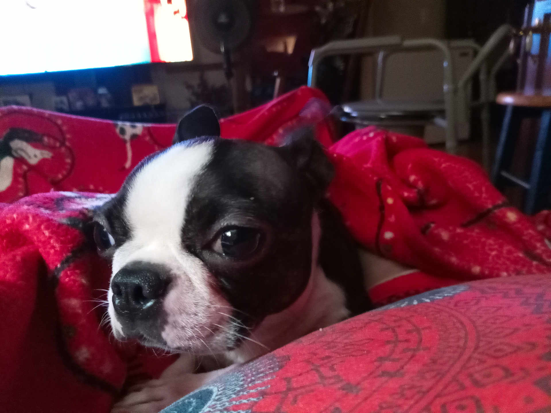 Bit Bit is registered to the contest to win money with this photo: dog, boston_terrier, close_up, blanket, red_blanket, indoor, pet, animal, cozy, living_room, furniture, soft_lighting, nose, ears, fur, cute, resting, expression, domestic_animal, comfort