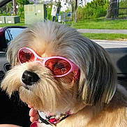 Bella Marie joined the competition — help win amazing prizes! dog, sunglasses, pink_sunglasses, car, pet, fluffy, beard, collar, sunlight, window, side_mirror, outdoor, greenery, road, cute, animal, portrait, accessory, summer, travel