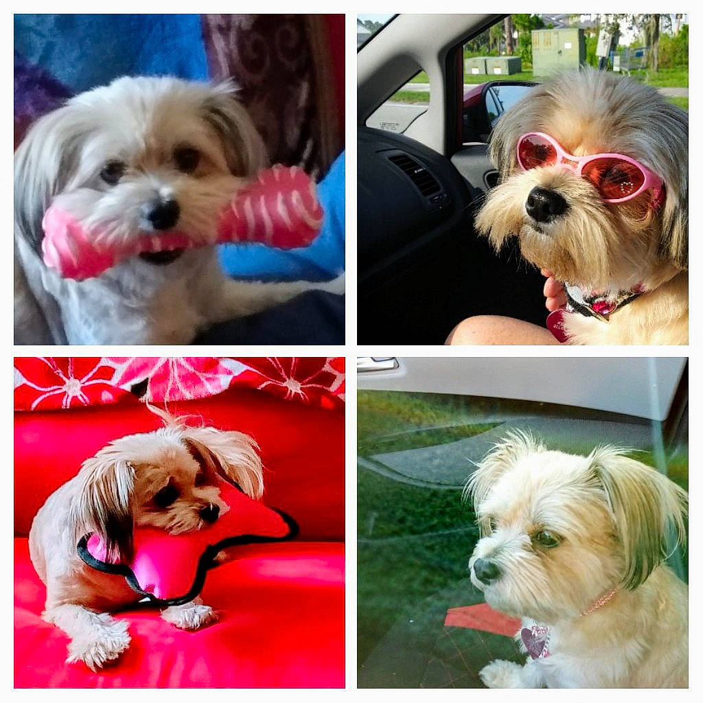 Bella Marie is registered to the contest to win money with this photo: cameras_optics, carnivore, collage, collar, companion_dog, dog, dog_breed, dog_collar, eyewear, fashion_accessory, fawn, fur, liver, mammal, photograph, pink, plant, snapshot, toy_dog, working_animal