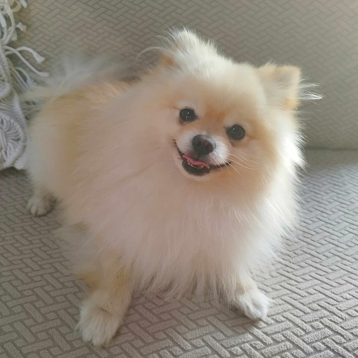 Lucky a rejoint le concours — aidez-le/la à gagner de superbes lots ! animal, canine, cockerspaniel, dog, eskimodog, papillon, pet, puppy, whitedog
