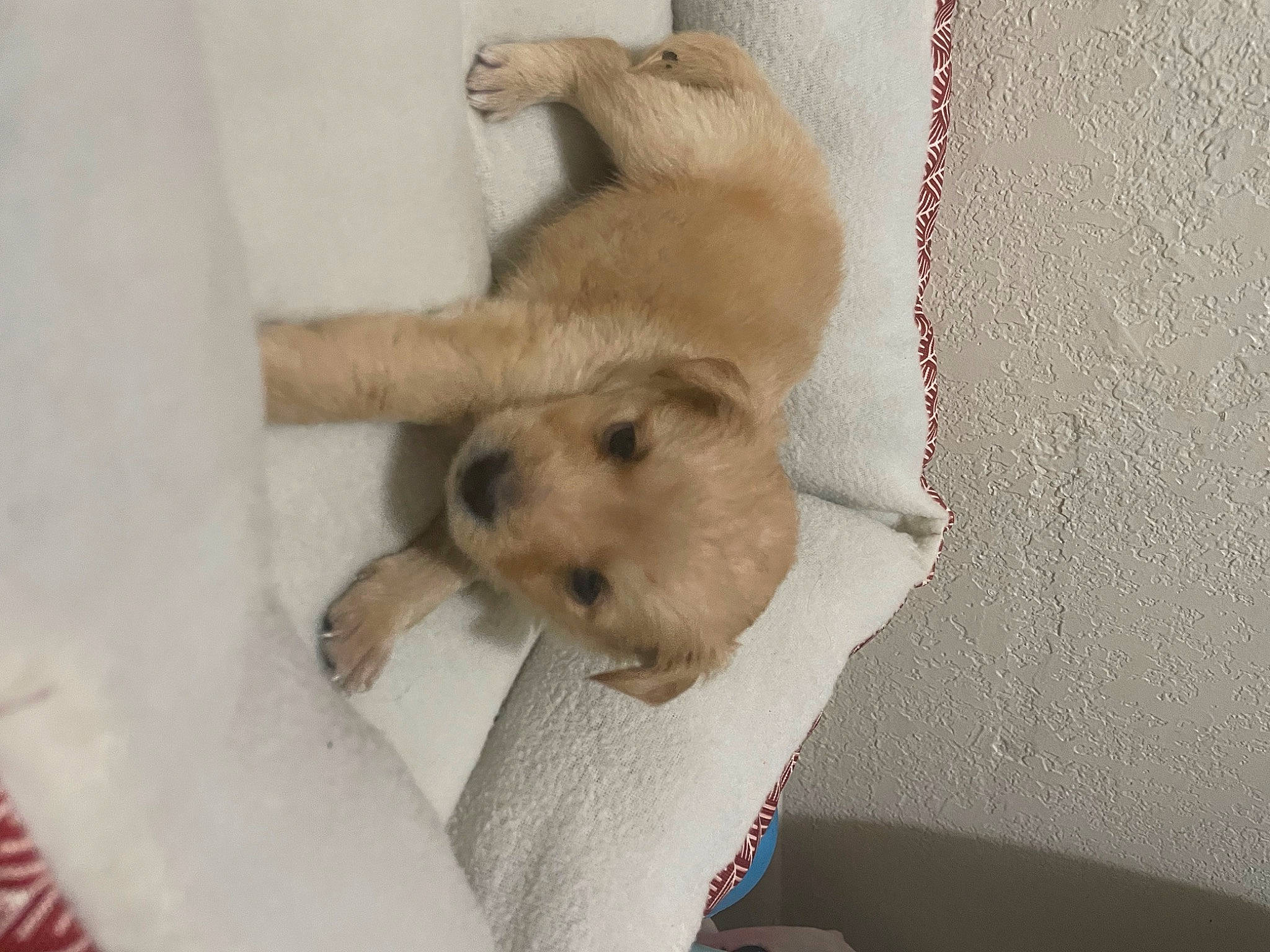 Mateo is registered to the contest to win money with this photo: beige, canidae, carnivore, comfort, companion_dog, dog, dog_breed, fur, hardwood, non_sporting_group, paw, tail, terrestrial_animal, wood, working_animal