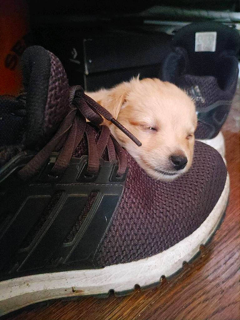 Mateo joined the competition — help win amazing prizes! athletic_shoe, automotive_exterior, box, car_seat, carnivore, comfort, companion_dog, dog, dog_breed, dog_supply, fawn, flooring, hardwood, outdoor_shoe, pet_supply, sporting_group, vehicle_door, walking_shoe, wood, working_animal