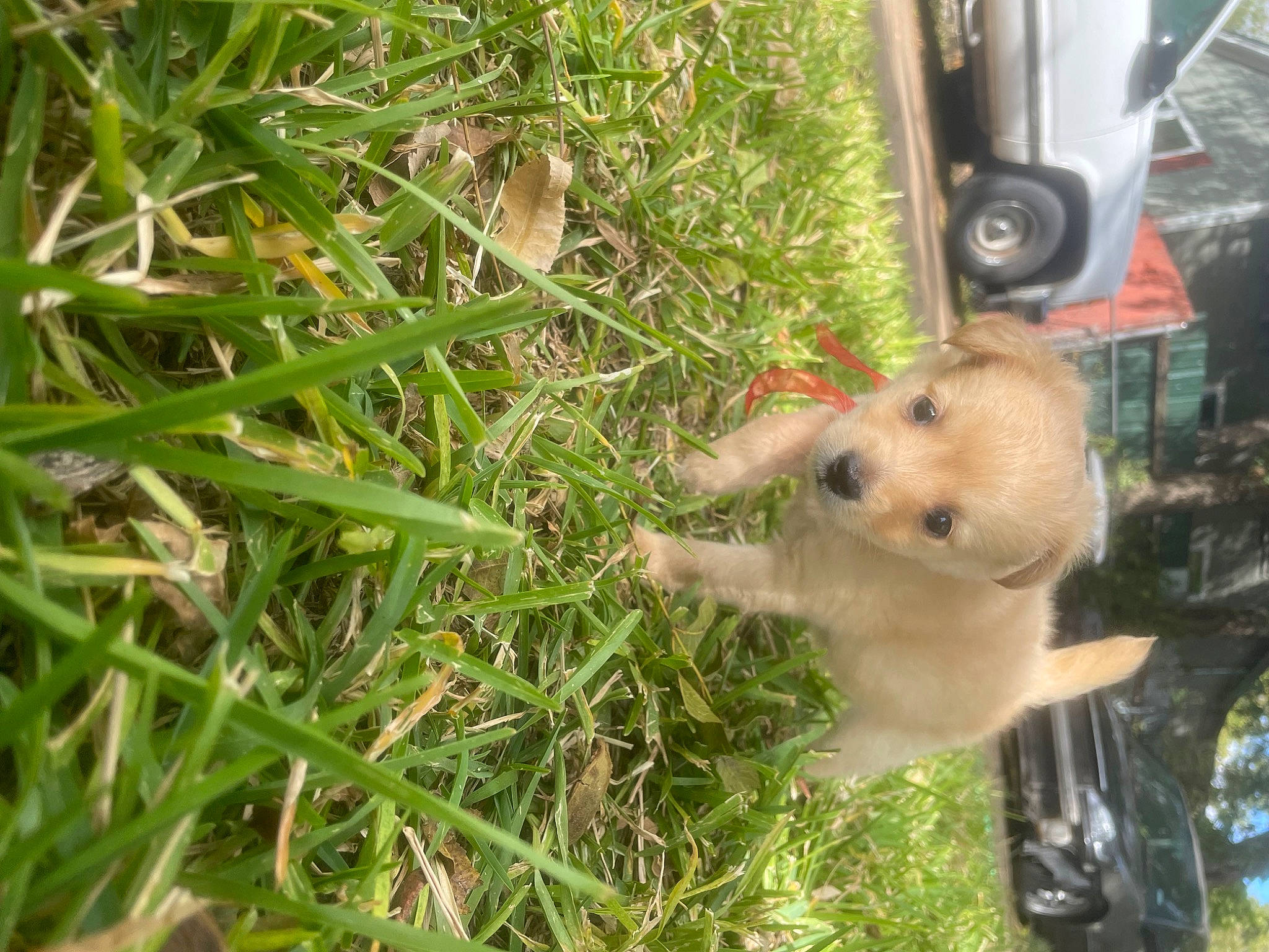 Mateo is registered to the contest to win money with this photo: canidae, car, carnivore, companion_dog, dog, dog_breed, fawn, grass, plant, sedge_family, soil, sporting_group, terrestrial_plant, tire, tree, vehicle, vehicle_door, wheel, wildlife, windscreen_wiper