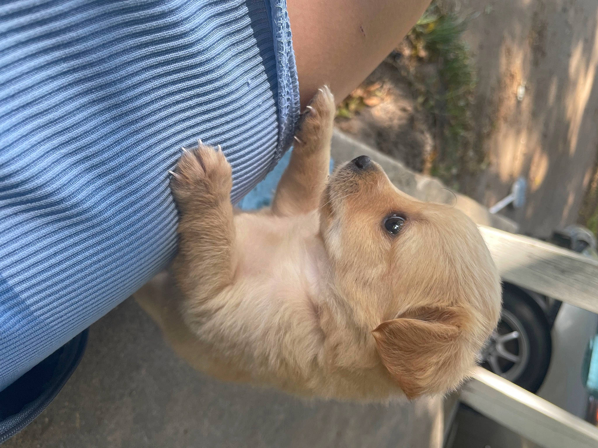 Mateo is registered to the contest to win money with this photo: canidae, fawn, felidae, fur, gesture, goat, goats, human_leg, livestock, paw, small_to_medium_sized_cats, sporting_group, terrestrial_animal, tire, wheel, whiskers, wildlife_biologist, wood, working_animal, wrinkle