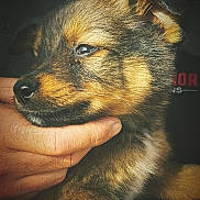 Aïko a rejoint le concours — aidez-le/la à gagner de superbes lots ! puppy, dog, close_up, hand, fur, pet, animal, cute, portrait, young, muzzle, ears, whiskers, nose, face, domestic_animal, friendly, furry, companion, adorable