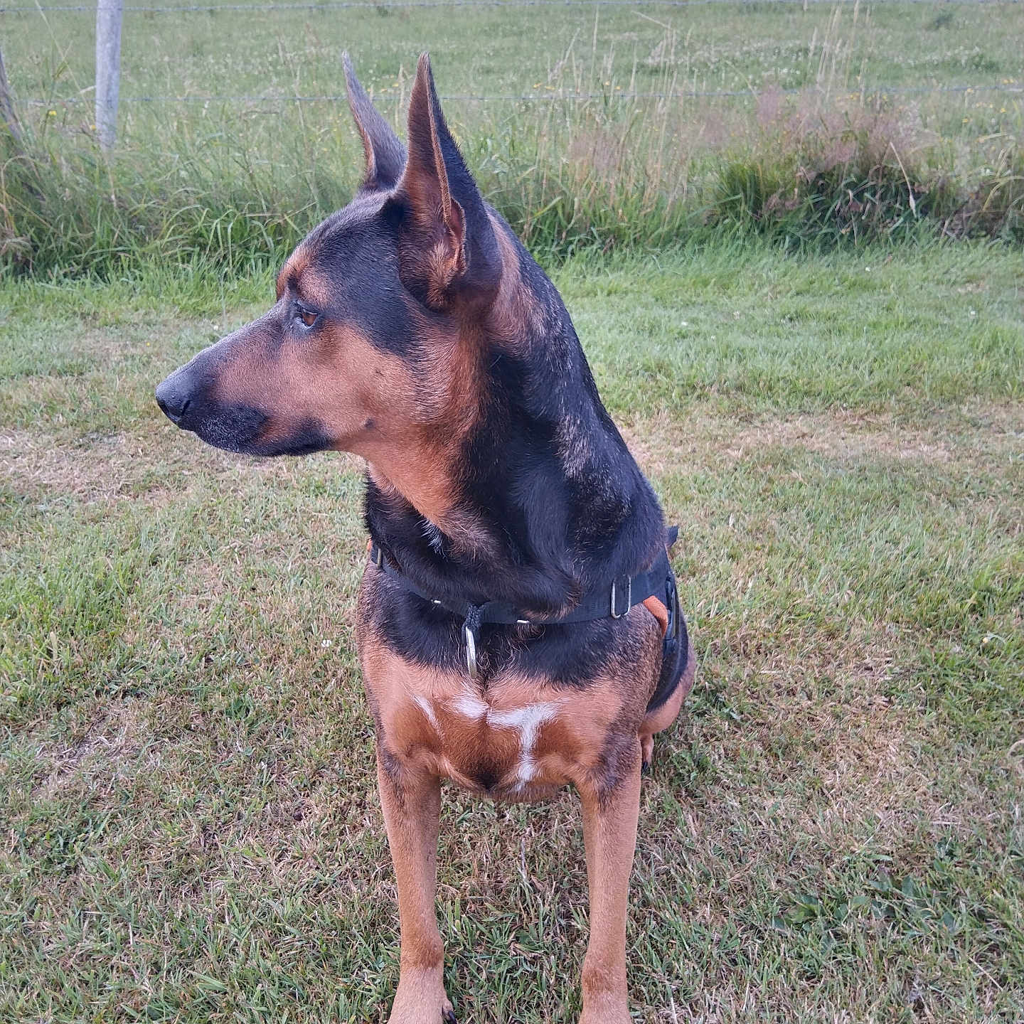 Naya