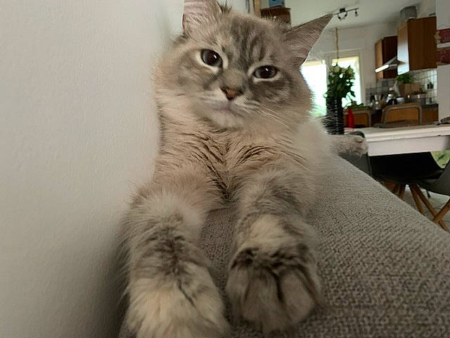 Bobine participe au concours pour gagner de l'argent avec cette photo : american_curl, asian, asian_semi_longhair, australian_mist, british_semi_longhair, carnivore, cat, domestic_long_haired_cat, domestic_short_haired_cat, european_shorthair, eye, felidae, fur, kitten, mammal, ragamuffin, siberian, small_to_medium_sized_cats, vertebrate, whiskers