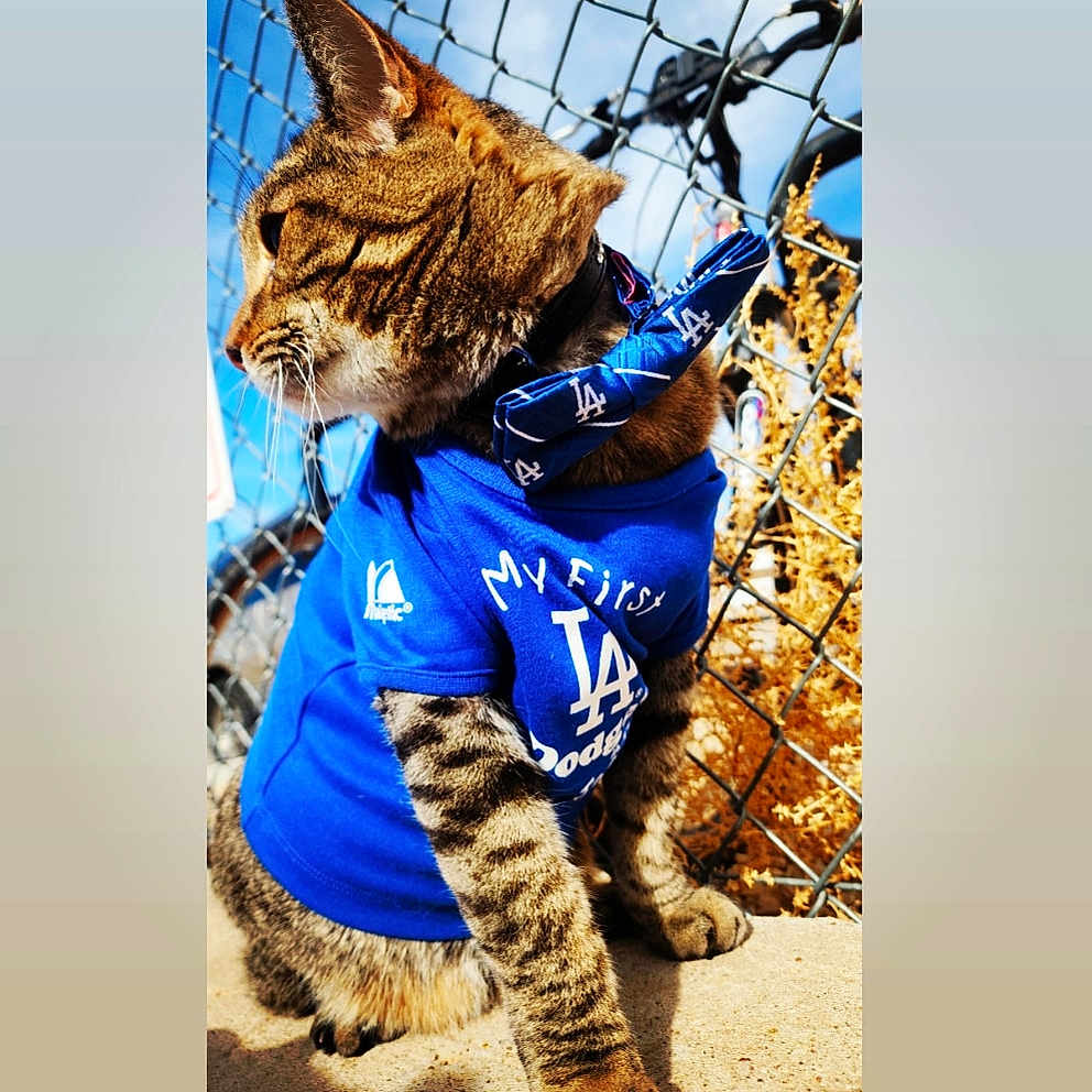 Duke is registered to the contest to win money with this photo: animal, blue_shirt, bow_tie, cat, chain_link_fence, clothing, collar, daylight, dry_plants, feline, fur, outdoor, pet, portrait, side_view, sitting, sports_fan, sunny, tabby_cat, whiskers