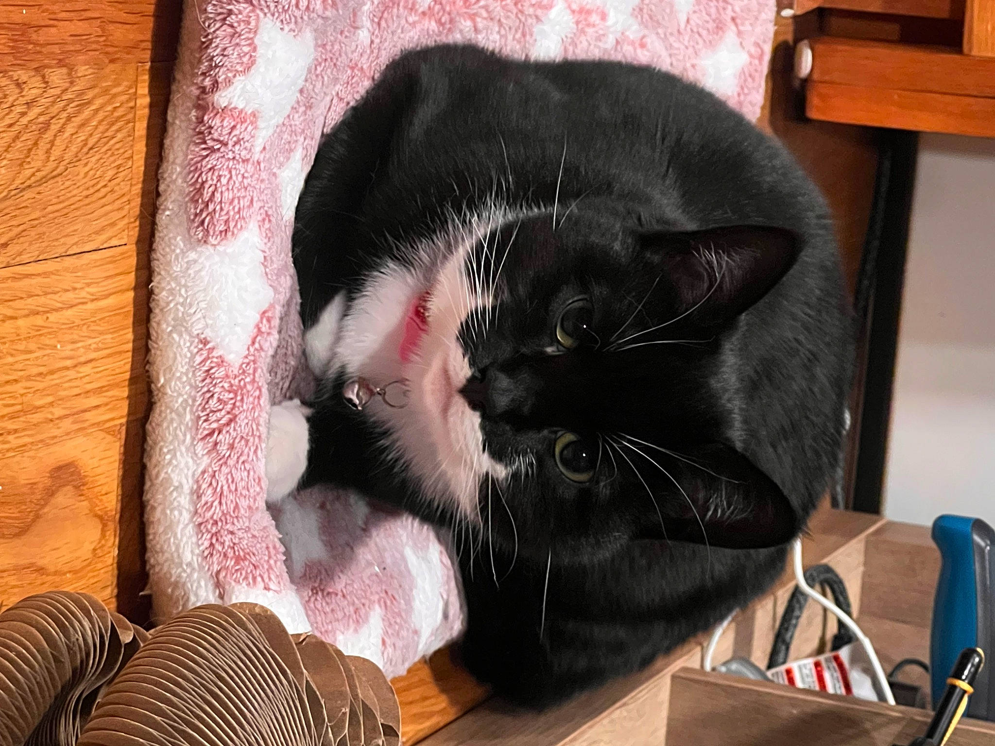 Naji is registered to the contest to win money with this photo: bag, black_cat, box, carnivore, cat, comfort, domestic_short_haired_cat, ear, felidae, fur, lap, linens, nap, room, shipping_box, sitting, small_to_medium_sized_cats, tail, whiskers, wood