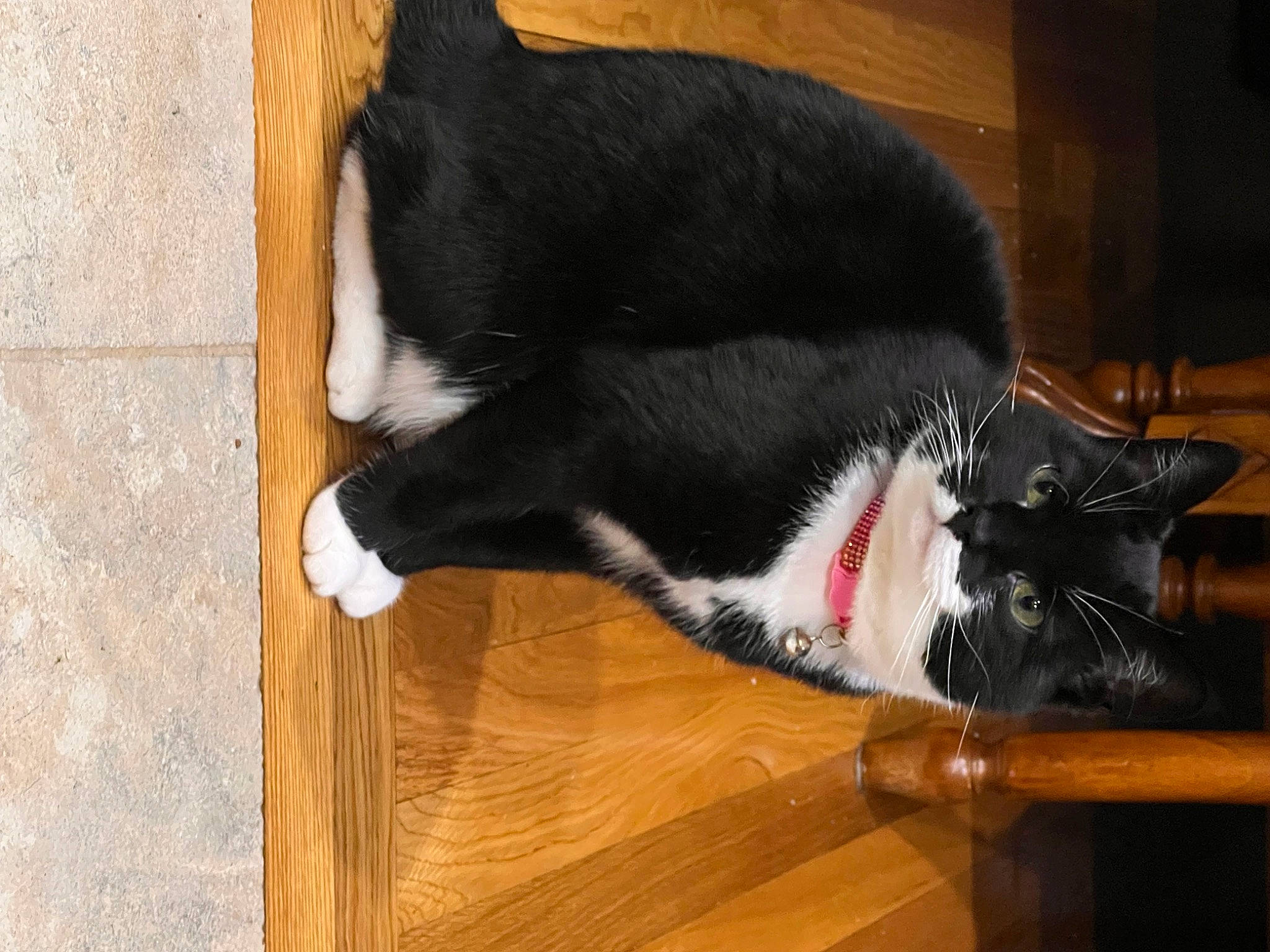 Naji is registered to the contest to win money with this photo: black_cat, carmine, carnivore, cat, domestic_short_haired_cat, felidae, flooring, fur, hardwood, laminate_flooring, mammal, plywood, small_to_medium_sized_cats, snout, tail, varnish, whiskers, wood, wood_flooring, wood_stain