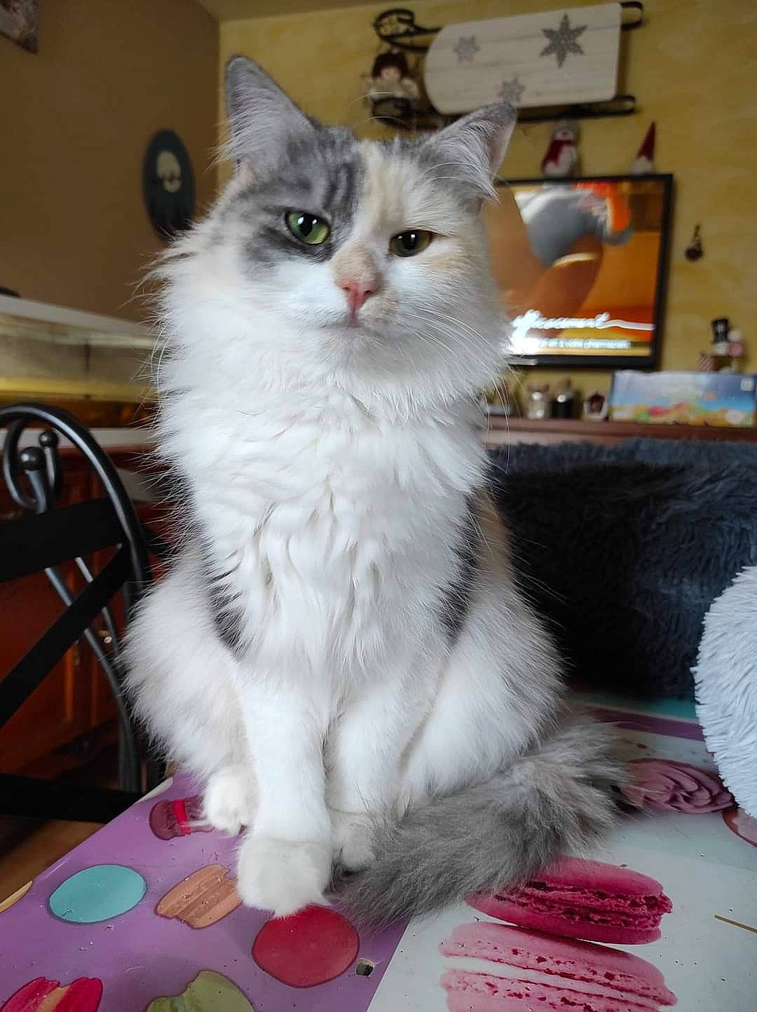 Hope a rejoint le concours — aidez-le/la à gagner de superbes lots ! box, carnivore, cat, chair, claw, domestic_short_haired_cat, felidae, flooring, fur, paw, small_to_medium_sized_cats, snout, tail, whiskers