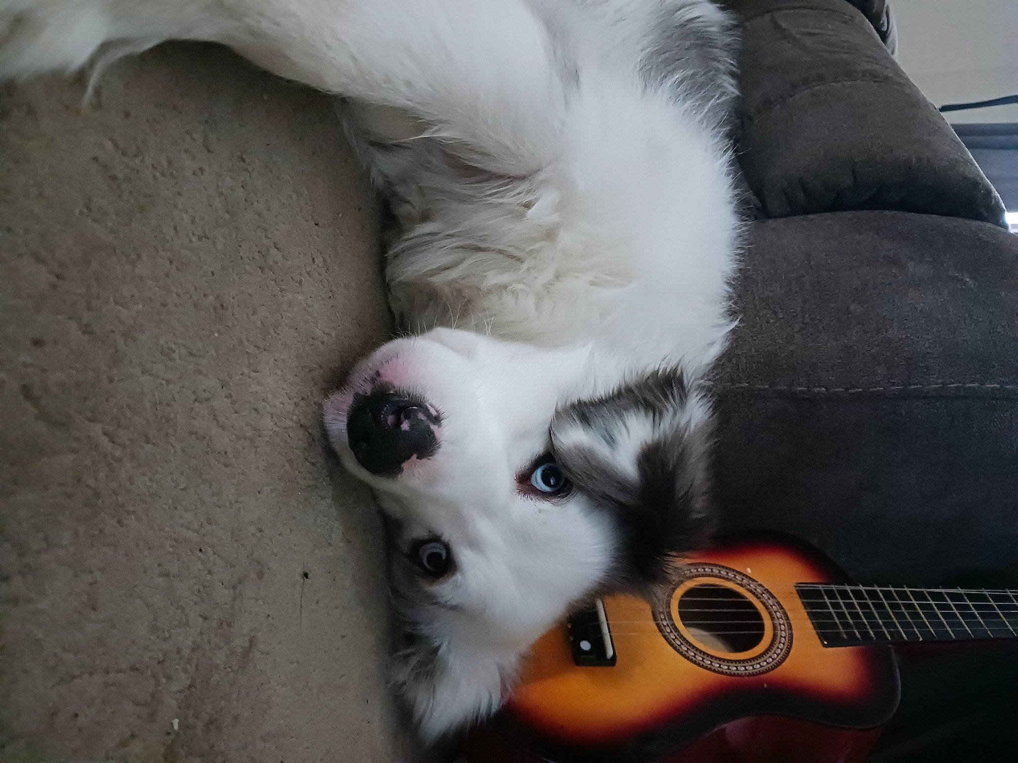 Jynx joined the competition — help win amazing prizes! canidae, carnivore, comfort, companion_dog, couch, dog, dog_breed, fawn, felidae, fur, guitar, guitar_accessory, musical_instrument, nose, paw, small_to_medium_sized_cats, snout, string_instrument_accessory, tail, whiskers