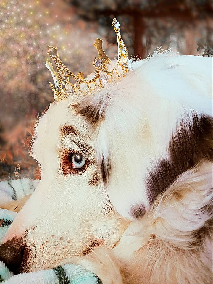 Jynx joined the competition — help win amazing prizes! borzoi, canidae, carnivore, close_up, companion_dog, dog, dog_breed, fawn, fur, happy, hat, puppy, silken_windhound, snout, snow, sporting_group, terrestrial_animal, whiskers, wildlife, working_animal