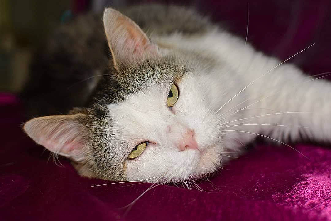 Marvel a rejoint le concours — aidez-le/la à gagner de superbes lots ! carnivore, cat, domestic_short_haired_cat, felidae, fur, paw, small_to_medium_sized_cats, snout, tail, whiskers