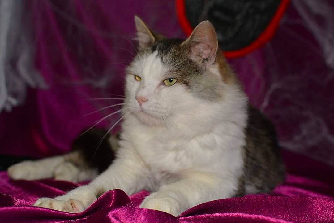 Marvel participe au concours pour gagner de l'argent avec cette photo : carnivore, cat, claw, comfort, domestic_short_haired_cat, event, fawn, felidae, fur, magenta, paw, pink, small_to_medium_sized_cats, snout, tail, whiskers