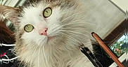 Marvel participe au concours pour gagner de l'argent avec cette photo : carnivore, cat, claw, comfort, domestic_short_haired_cat, felidae, fur, metal, paw, photo_caption, rectangle, small_to_medium_sized_cats, snout, square, tail, whiskers, window