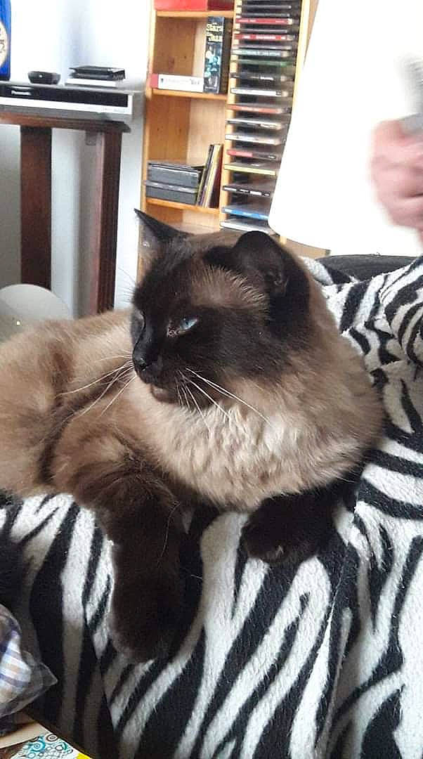 Tommy participe au concours pour gagner de l'argent avec cette photo : black_cat, carnivore, cat, chair, comfort, domestic_short_haired_cat, fawn, felidae, fur, grey, hardwood, mammal, plant, siamese, sitting, small_to_medium_sized_cats, snout, tail, thai, whiskers