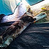 Chamalow participe au concours pour gagner de l'argent avec cette photo : cat, tent, camping, stretching, outdoor, grass, relaxation, paw, sleeping, daylight, human_foot, fabric, black, blue, nature, pet, animal, resting, cozy, summer
