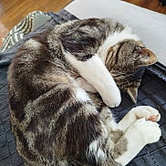Chamalow participe au concours pour gagner de l'argent avec cette photo : cat, tabby, sleeping, paw, curled_up, fur, whiskers, indoor, fabric, black, white, cozy, relaxed, pet, animal, flooring, wood, quiet, rest, napping