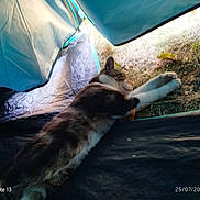 Chamalow a rejoint le concours — aidez-le/la à gagner de superbes lots ! cat, tent, outdoor, grass, stretching, relaxing, animal, pet, nature, camping, blue_tent, daylight, fur, sleepy, wildlife, paw, ground, sunlight, leisure, resting
