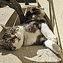 Chamalow a rejoint le concours — aidez-le/la à gagner de superbes lots ! cat, tabby, relaxing, sunlight, concrete, floor, shadow, wall, stretching, outdoor, pet, animal, whiskers, fur, paws, daylight, resting, closeup, curious, nature