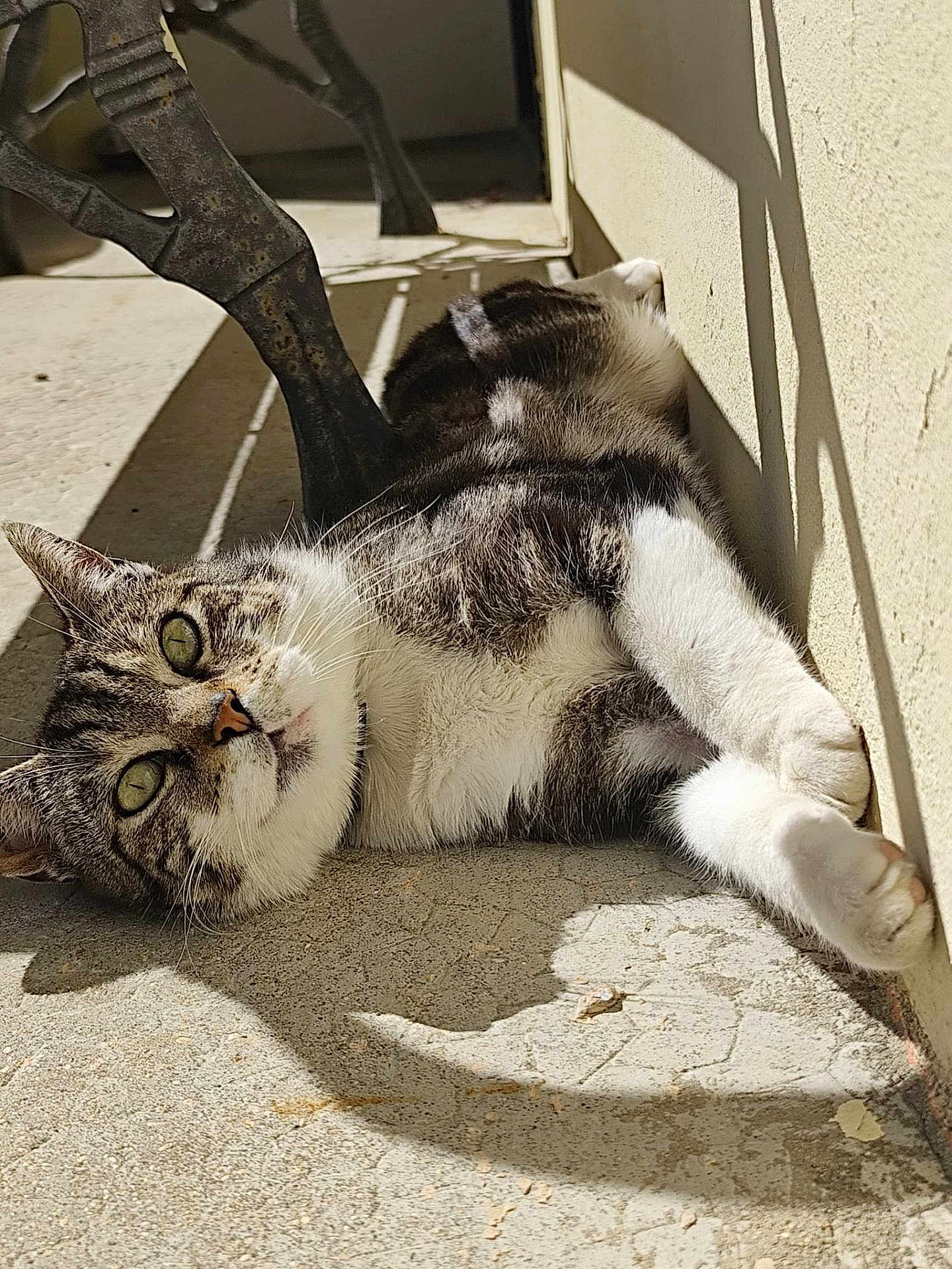 Chamalow a rejoint le concours — aidez-le/la à gagner de superbes lots ! cat, tabby, relaxing, sunlight, concrete, floor, shadow, wall, stretching, outdoor, pet, animal, whiskers, fur, paws, daylight, resting, closeup, curious, nature