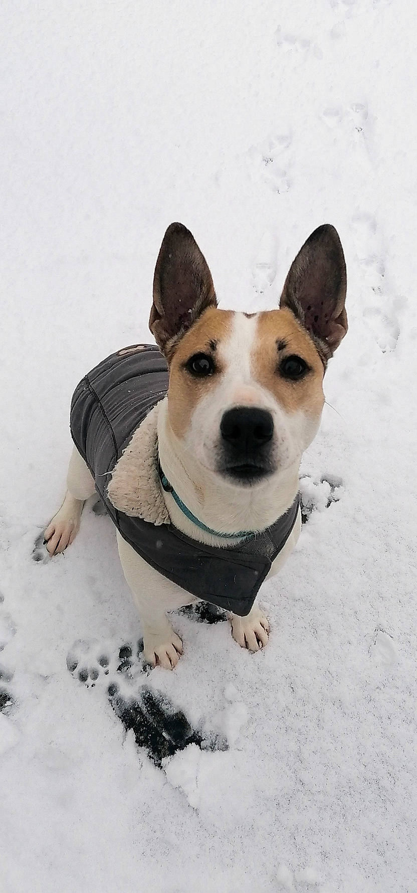Maddy participe au concours pour gagner de l'argent avec cette photo : ancient_dog_breeds, carnivore, collar, companion_dog, dog, dog_breed, dog_clothes, dog_collar, dog_supply, freezing, fur, hound, hunting_dog, pet_supply, snow, terrier, whiskers, winter, working_animal, working_dog