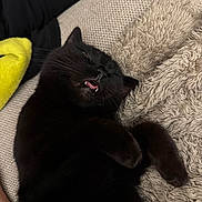 Hazel joined the competition — help win amazing prizes! cat, black_cat, sleeping, fangs, tongue, cozy, blanket, furry, pet, indoor, relaxed, cute, whiskers, paw, closeup, animal, resting, soft, home, comfort
