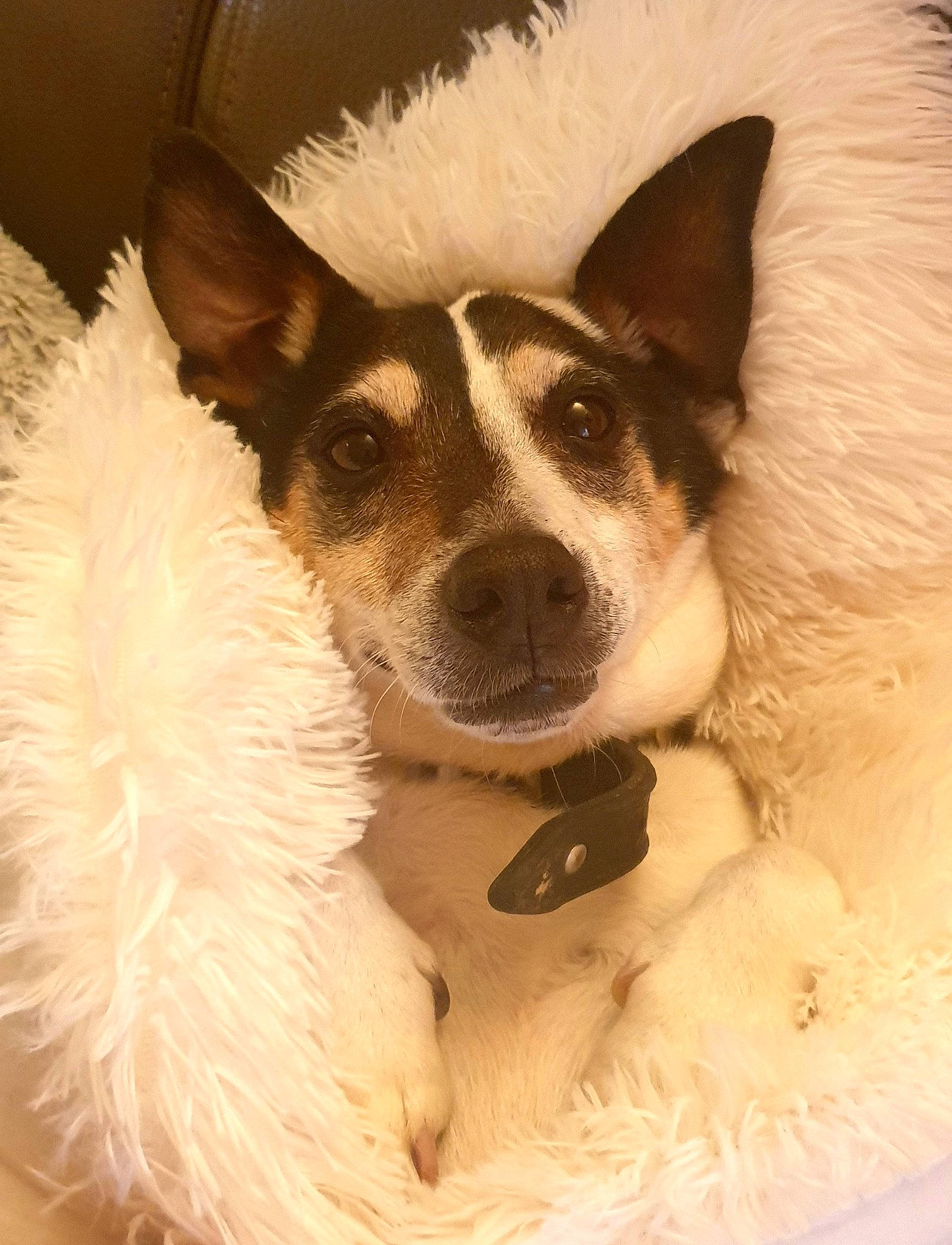 Flappy participe au concours pour gagner de l'argent avec cette photo : australian_cattle_dog, australian_kelpie, canidae, cardigan_welsh_corgi, carnivore, companion_dog, dog, dog_breed, mammal, rare_breed_dog, rat_terrier, snout, teddy_roosevelt_terrier, texas_heeler, vertebrate, whiskers