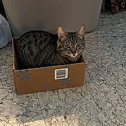 Itty Bitty is registered to the contest to win money with this photo: animal, cardboard_box, cat, clutter, container, domestic, ears, eyes, feline, floor, fur, indoor, looking, pet, plastic_bin, resting, sitting, tabby_cat, tile_floor, whiskers